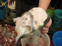 甲魚