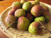 茘枝