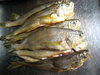 黄魚