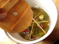 泡子孫菜