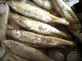 白水魚