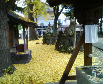 黄色の絨毯