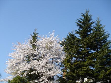 空と樹木と桜と