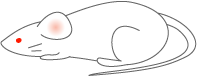 nezumi