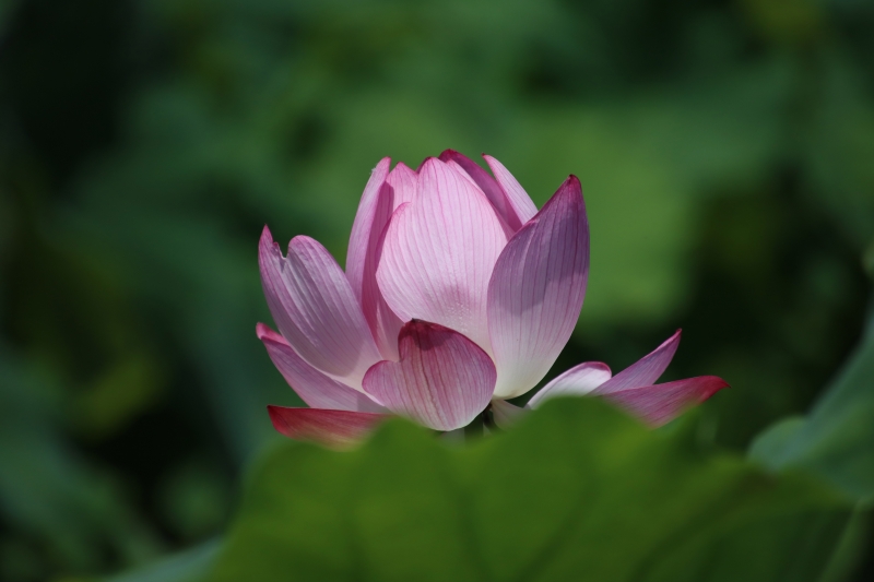 密教的神秘の美 紅蓮 | オオヌマズの玉手箱