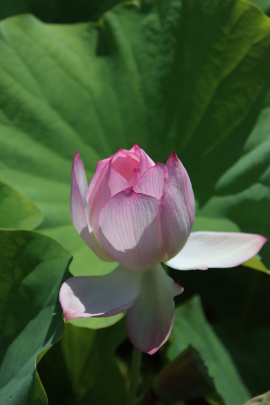 神々の出現 未敷蓮華 | オオヌマズの玉手箱