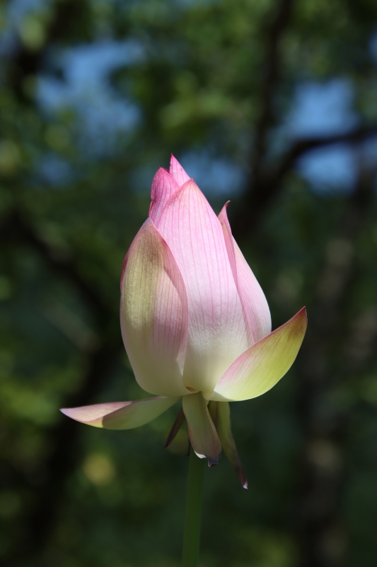神々の出現 未敷蓮華 | オオヌマズの玉手箱