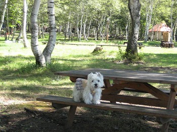 20100910-shizenhanaen-campground-4