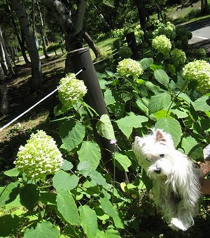 20100910-shizenhanaen-campground-5