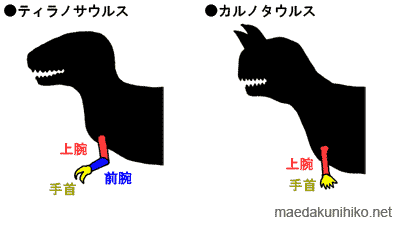 ティラノとカルノの前肢