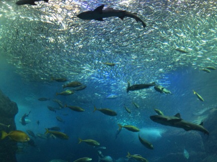image1.JPG