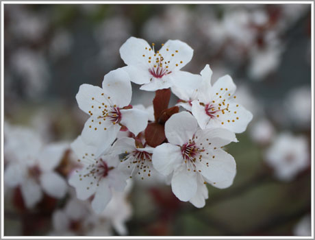 早咲き桜