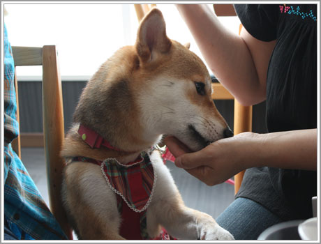 うまうまー