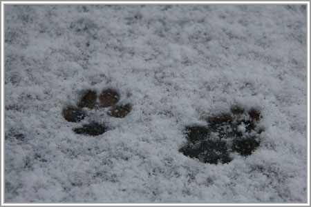 雪なのだ!03