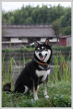 丹波篠山
