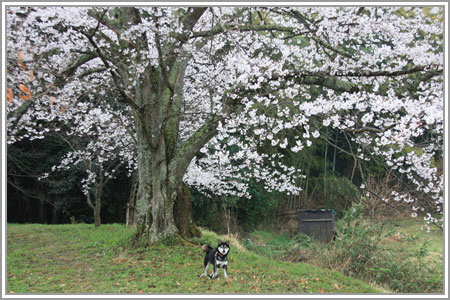 2013山の辺02