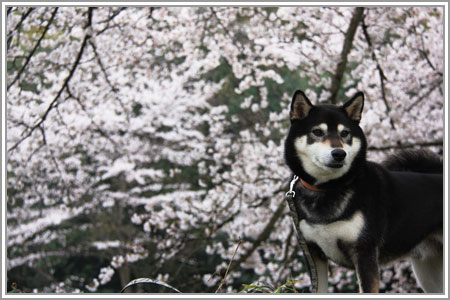2013山の辺03