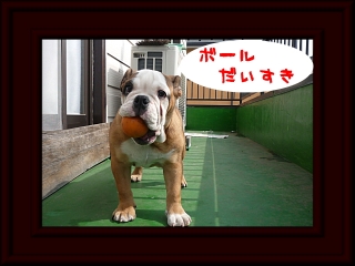 ブルドッグ あずきちゃん ボール遊び ベランダドッグラン