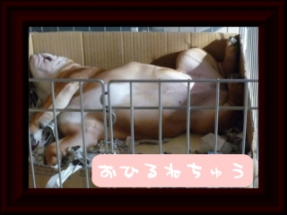 お昼寝 爆睡 子犬 ブルドッグ へそ天