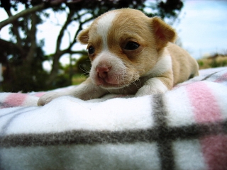 チワワ レッド&ホワイト スムース ペットショップ ブリーダー 横浜市 子犬
