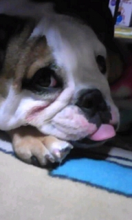BULLDOG¡¡TWO¡¡¼Ì¥á¡¡¤ªÊؤꡡÀ®Ä¹¡¡»Ò¸¤
