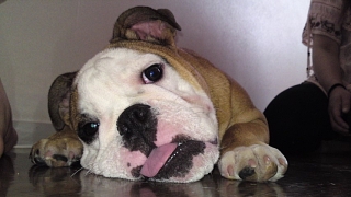 ¤Ö¤ë¤É¤Ã¤°¡¡¤³¤¤¤Ì¡¡Å·ºÍ¡¡Æ°Êª±à¡¡BUHI