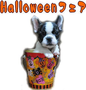 ハロウィン Halloween フェア 子犬販売 ペットショップ