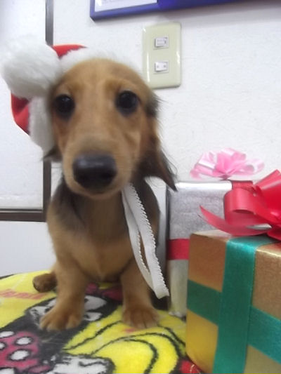 カニーンヘンダックスフンド 子犬 画像 ブリーダー直販 ペットショップ