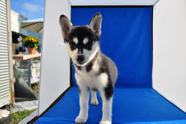 ミニチュアシベリアンハスキー ブリーダー 子犬販売