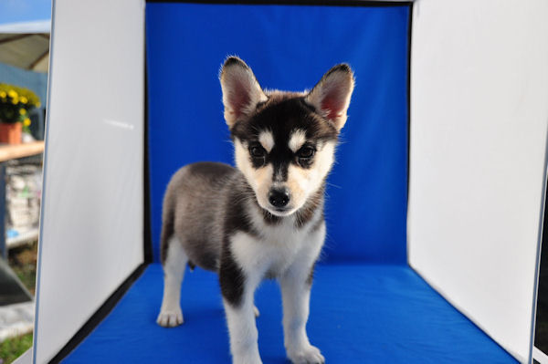 小ぶり ミニ・ハスキー ブリーダー 子犬情報