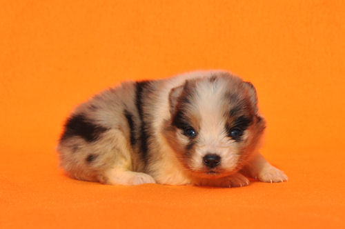 シェットランドシープドッグ 子犬 ブリーダー直販 ブルーマール&タン オス