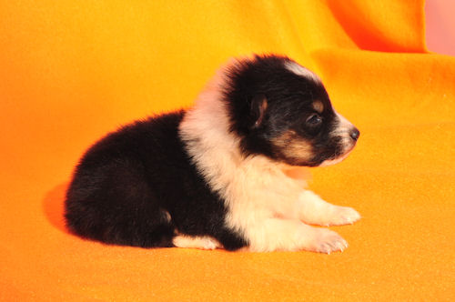 シェルティー ブリーダー 子犬販売 トライカラー