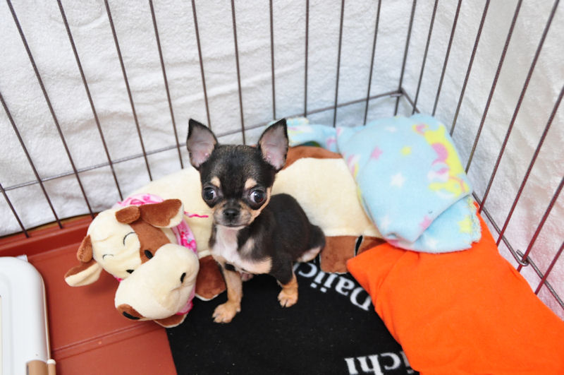 お預かり スムース チワワ 子犬