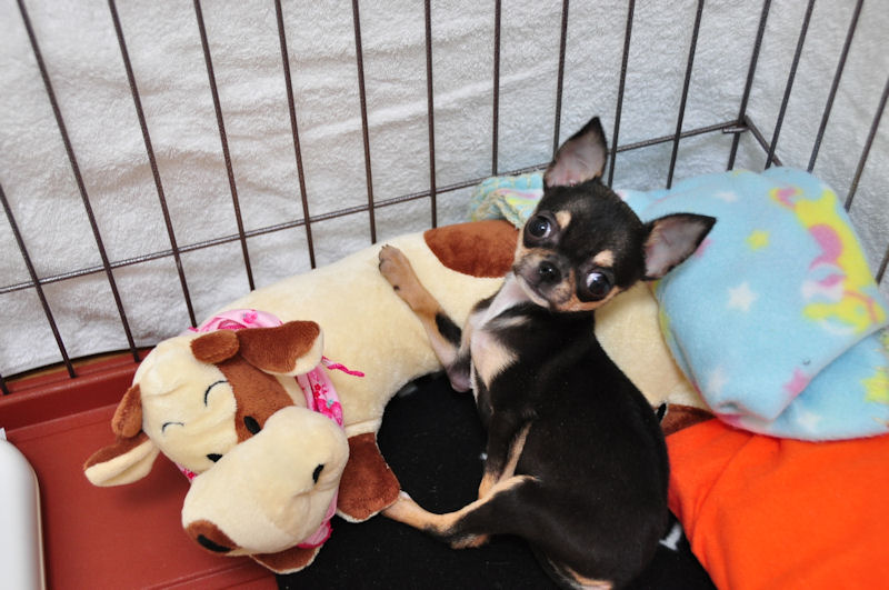 お預かり スムースコート チワワ 牝 子犬