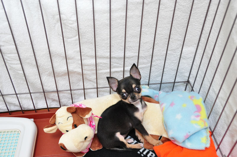 お預かり スムース チワワ 子犬 小ぶり