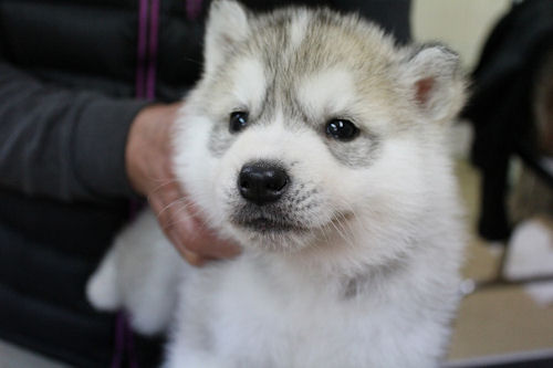 シベリアンハスキーの子犬情報 ペットショップ Angel Wanのブログ