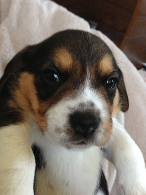 ビーグル ブリーダー 子犬 オス ペットショップ 画像