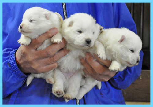 スピッツ オス 子犬販売の専門店 AngelWan 横浜