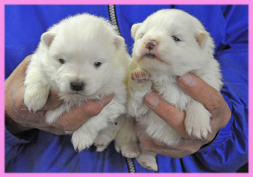 スピッツ メス 子犬販売の専門店 AngelWan 横浜