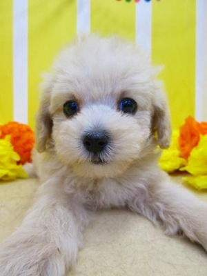 大人気ミックス犬 マルプーの子犬 ペットショップ Angel Wanのブログ