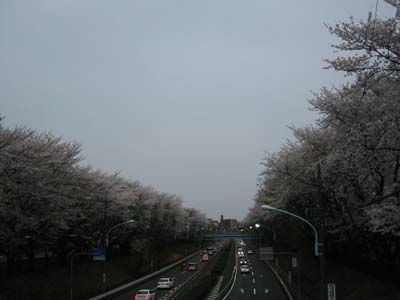 野川公園から東八沿い