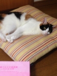 夏コミ2