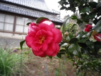さざんか