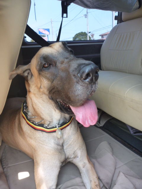 世界一大型犬 ｇｒｅａｔ ｄａｎｅ ディープ サーフィンショップ ブログ