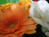 お花 from 旅の友