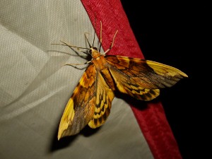 道志の森キャンプ2-8