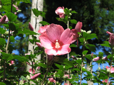 花の森オートキャンピア 場内の花