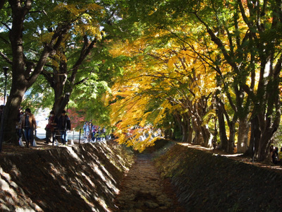 2012紅葉狩り 河口湖紅葉まつり 4