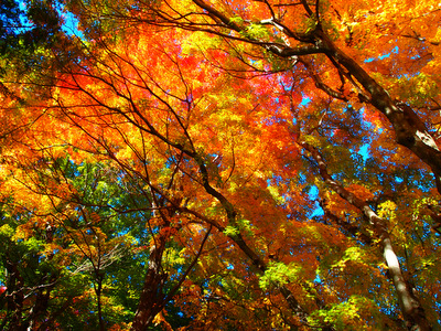 2012紅葉狩り 河口湖紅葉まつり 5