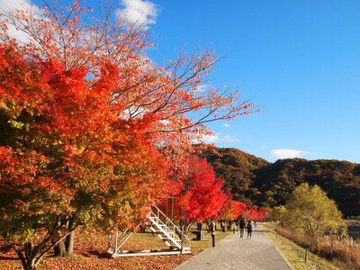 2012紅葉狩り 河口湖紅葉まつり 7
